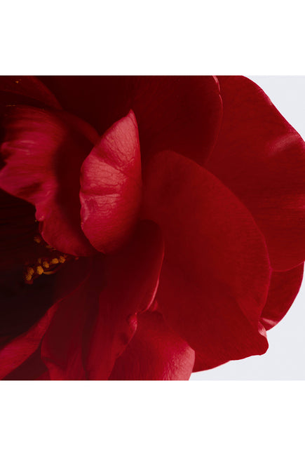 Chanel N°1 De Chanel Revitalising Foundation Illuminates - Hydrates - Protects - B40 - Default Title - Image 3